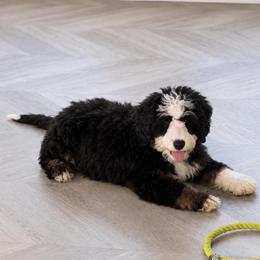Carousel - Tri-color female Bernedoodle puppy in North Royalton, Ohio from Johnson's Doodles