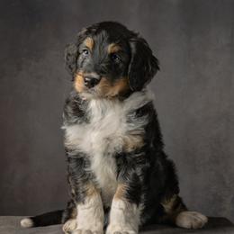 Cosmo - Black tri-color male Aussiedoodle puppy in Germantown, Ohio from Doodle Patch Farm
