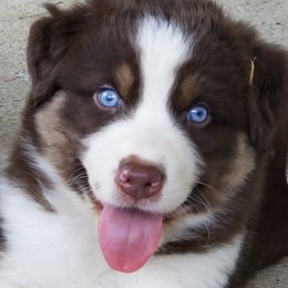 Australian Shepherds from Wigglebutts of Georgia
