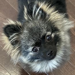 Pomeranian Puppies from Bougie Pomz