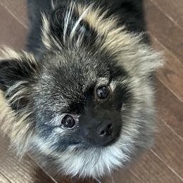 Pomeranian Puppies from Bougie Pomz