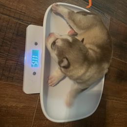 Siberian Husky Puppies from Alexandra's Siberian Huskies