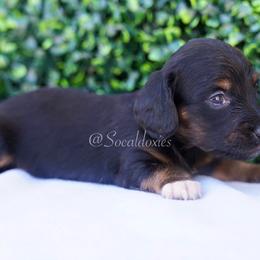 Lucy - Black and tan female Dachshund puppy in Apple Valley, California from Socaldoxies