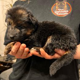 Kara - Black and red female German Shepherd puppy in Quartz Hill, California from Von Gonzalez Kennel