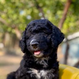 John Wayne XL Bernedoodle - Black male Bernedoodle puppy in Lookout, California from Remington Kennels, LLC