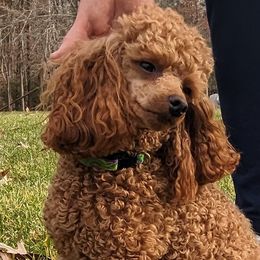 Poodles from Sweet Honey Poodles