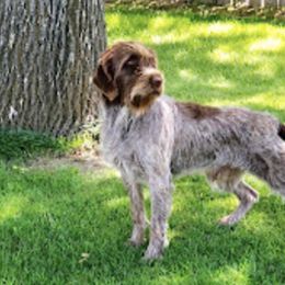 Wirehaired Pointing Griffons from Teton Griffons