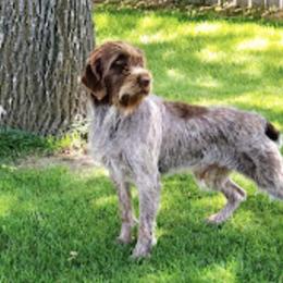 Wirehaired Pointing Griffons from Teton Griffons