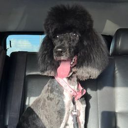 Goldendoodles and Poodles from Mother of Doodles