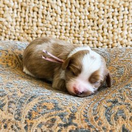 Ivy - Blenheim female Cavalier King Charles Spaniel puppy in Agua Dulce, California from Windy Pines Ranch