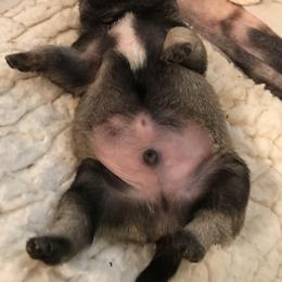 Pug Puppies from Pickwick Pugs