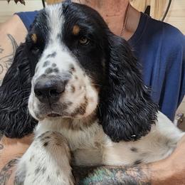 Green - Black white and tan male English Springer Spaniel puppy in Springdale, Washington from WorleyByrd Springers