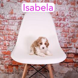 Isabela - female Aussiedoodle puppy in Calhoun, Georgia from Happy Top Doodles
