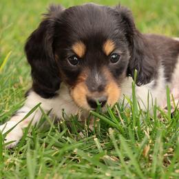 Bear - Piebald male Dachshund puppy in Richfield, Utah from R&S Farms