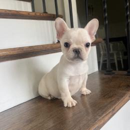 Pebble - Cream male French Bulldog puppy in New Waverly, Texas from C.P. Puppy Buddies