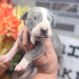 Skye - Blue female Great Dane puppy in Lehigh Acres, Florida from Florida Wrinkles