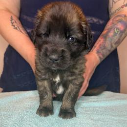 Mr. Blue - Reddish brown male Leonberger puppy in Cypress, Texas from Magnolia Leos