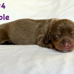 Girl 4 - Chocolate and tan female Dachshund puppy in Hollidaysburg, Pennsylvania from Weenie Bros