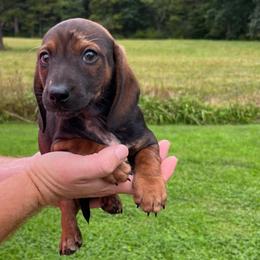 Biscuit - Red male Dachshund puppy in Milroy, Pennsylvania from Not Your Average Weiner