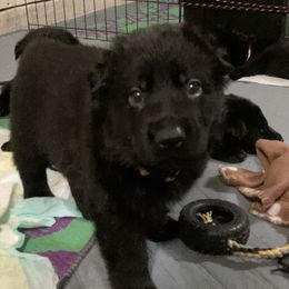 German Shepherd Puppies from High Voltage GSD