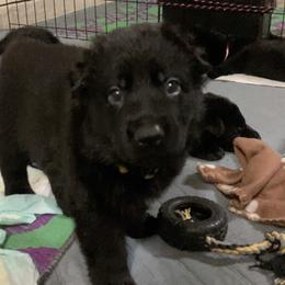 German Shepherd Puppies from High Voltage GSD