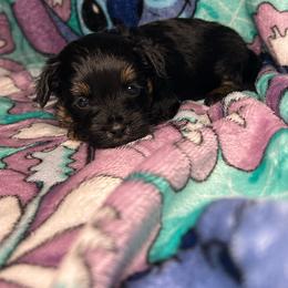 Ross - Black and gold male Yorkipoo puppy in Clover, South Carolina from Cudi’s Buddies