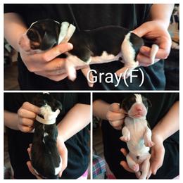 Gray - Black white and brown female Basset Hound puppy in Highland, Michigan from Dream Hounds of Michigan