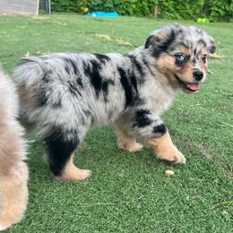 Chandler - Blue merle male Miniature Australian Shepherd puppy in Bethany, Illinois from Rachel at Marrowbone Creek Aussies