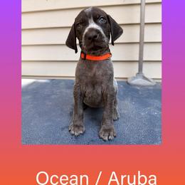 Ocean - Liver roan female German Shorthaired Pointer puppy in Marshfield, Missouri from Pebblebrook German Shorthaired Pointers