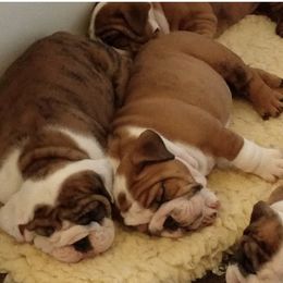 Bulldog Puppies from Farm Strong Bulldogs