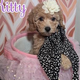 Goldendoodle and Shihpoo Puppies from Bellady's Shihpoos