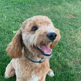 Sam - Goldendoodle