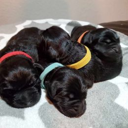 Newfoundland Puppies from Bookcliff Newfies