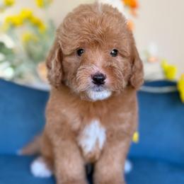 Parker - Red male Bernedoodle puppy in Yuciapa, California from AlltheDoodlez_