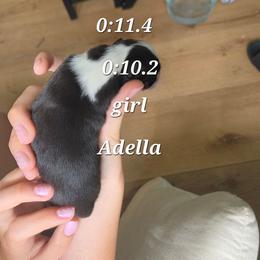 Adella - Black tri female Miniature Australian Shepherd puppy in Saranac, Michigan from Pure Michigan Mini Aussies