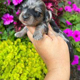Lola boy - Dapple male Dachshund puppy in Payette, Idaho from NT Mini Doxies