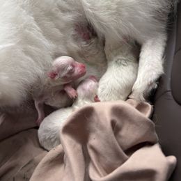 Male 3 - White male Pomeranian puppy in Rhode Island from Heartfelt Kennels