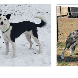 Border Collies from Supernova Border Collies