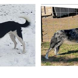 Border Collies from Supernova Border Collies