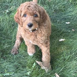 White Girl - Apricot female Goldendoodle puppy in Colorado Springs, Colorado from Pikes Peak Doodles