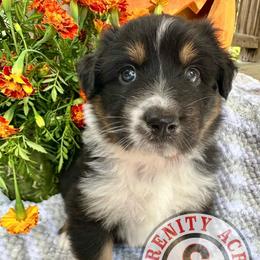 Orange collar - Black tri-color male Australian Shepherd puppy in Winston Salem, North Carolina from Serenity Acres Aussies
