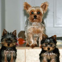 Yorkshire Terrier Puppies from Mustard Seed Meadows