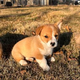 Daisy-Marigold - Red female Pembroke Welsh Corgi puppy in Springfield, Missouri from Hansen Corgis