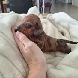 Chespirito - Dapple male Dachshund puppy in Haines City, Florida from Kassafina Kennel