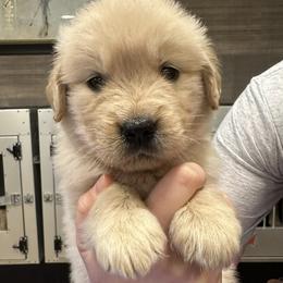 Purple Girl - Golden female Golden Retriever puppy in Sarasota, Florida from Chevaline Goldens