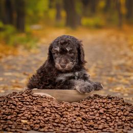 Aussiedoodle Puppies from Dani's Dandy Doodles