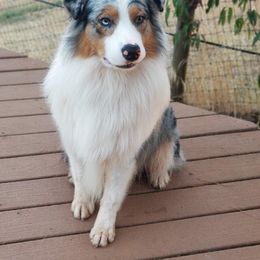 Aussiedoodles, Poodles, and Sheepadoodles from Moore Doodles and Poodles