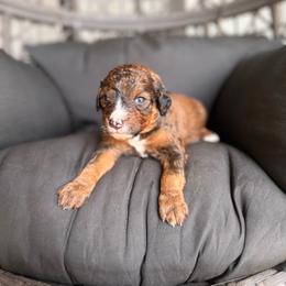 Platinum unfurnished - Sable female Bernedoodle puppy in Ocala, Florida from Bernedoodles of Florida