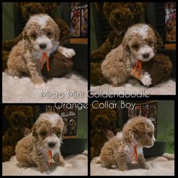 Orange Collar Boy - Cream male Goldendoodle puppy in Bristol, Tennessee from 4goldendoodles