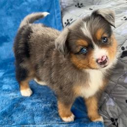 Bruno - Blue tri male Toy Australian Shepherd puppy in Honolulu, Hawaii from Liana’s Toy Aussies